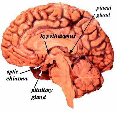 pituitary_brain2a.jpg